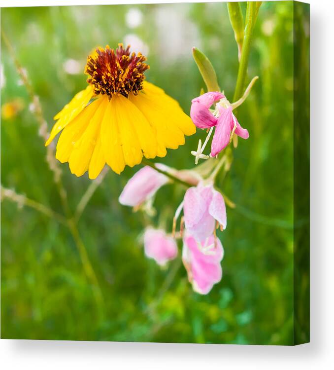 Stem Canvas Print featuring the photograph Yellow and Pink Wildflowers by Melinda Ledsome