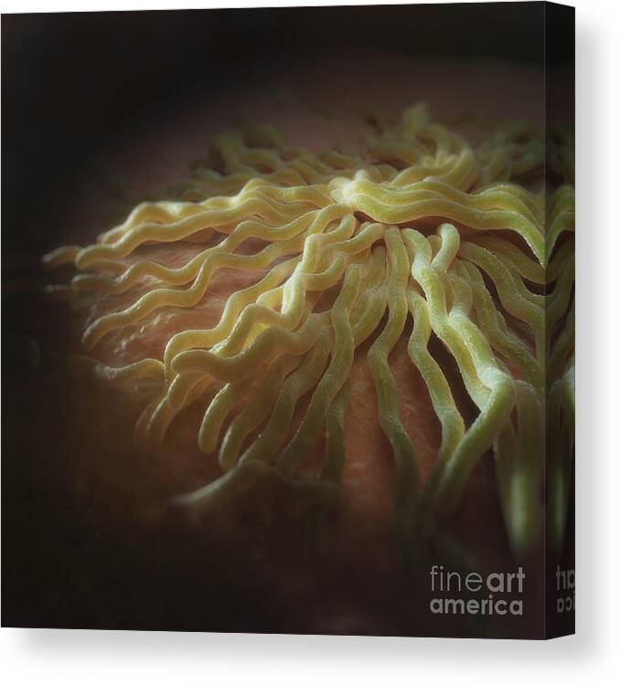 3d Visualisation Canvas Print featuring the photograph Borrelia Burgdorferi #12 by Science Picture Co