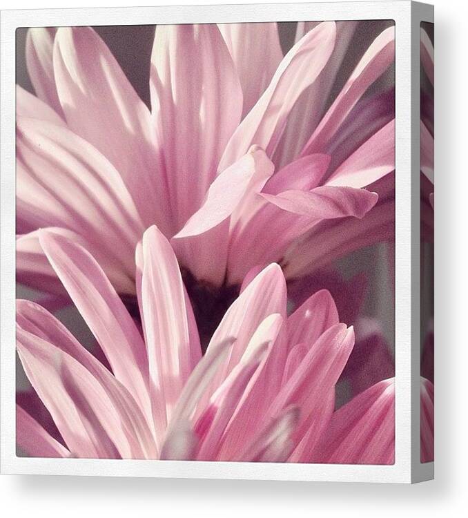 Mv_floral Canvas Print featuring the photograph #flowers #flower #flowerstagram #13 by Mike Valentine