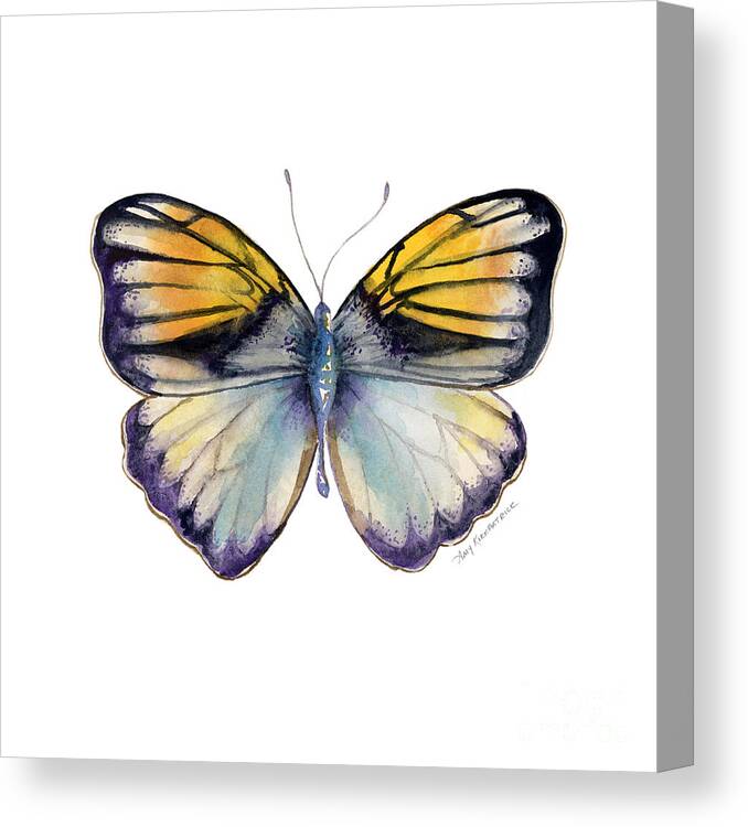 Pieridae Butterfly Canvas Print featuring the painting 14 Pieridae Butterfly by Amy Kirkpatrick