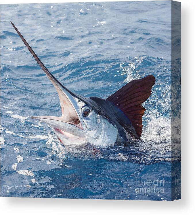 White Marlin Canvas Print featuring the photograph 1589-057 by Scott Kerrigan