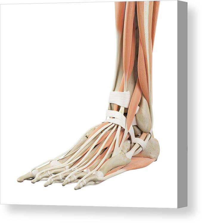 Artwork Canvas Print featuring the photograph Human Foot Anatomy #17 by Sciepro