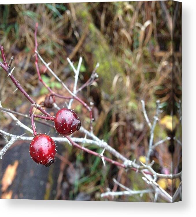 Branches Canvas Print featuring the photograph Untitled #17 by Audrey Devotee
