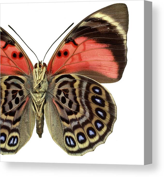 Actinopterygii Canvas Print featuring the photograph Agrias Claudina #2 by Natural History Museum, London