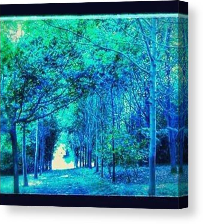 Blue Canvas Print featuring the photograph Blue Forest Path #3 by Candy Floss Happy