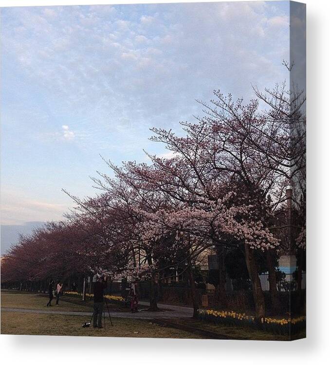  Canvas Print featuring the photograph Cherryblossoms #2 by Tokyo Sanpopo