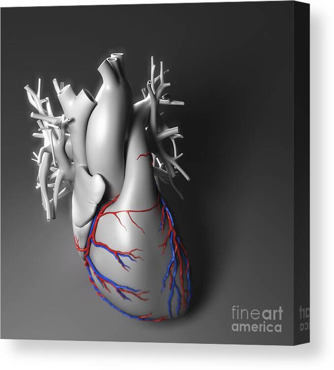 Digitally Generated Image Canvas Print featuring the photograph Coronary Vessels #2 by Science Picture Co