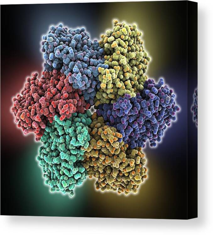 Dna Helicase Canvas Print featuring the photograph DNA helicase molecule #2 by Science Photo Library