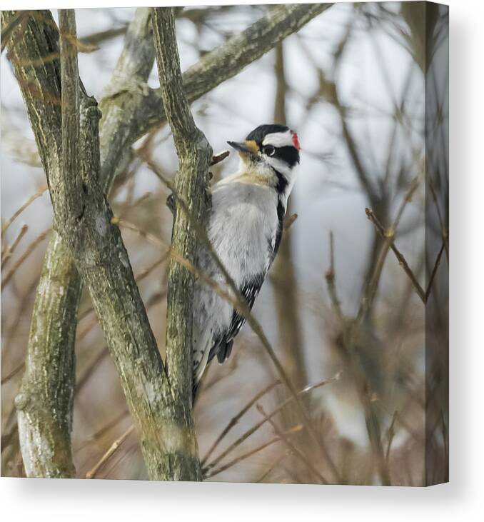Woodpecker Canvas Print featuring the photograph Downy Woodpecker by Holden The Moment