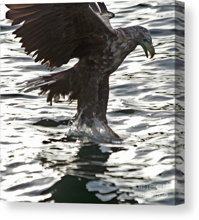 White_tailed Eagle Canvas Print featuring the photograph European Fishing Sea Eagle 3 by Heiko Koehrer-Wagner