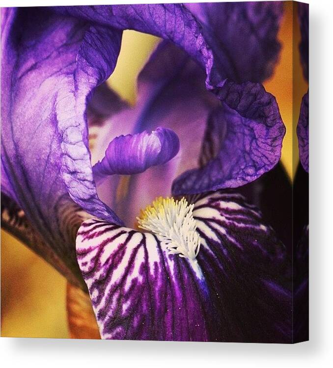 Nature Canvas Print featuring the photograph Iris Blu by Luisa Azzolini