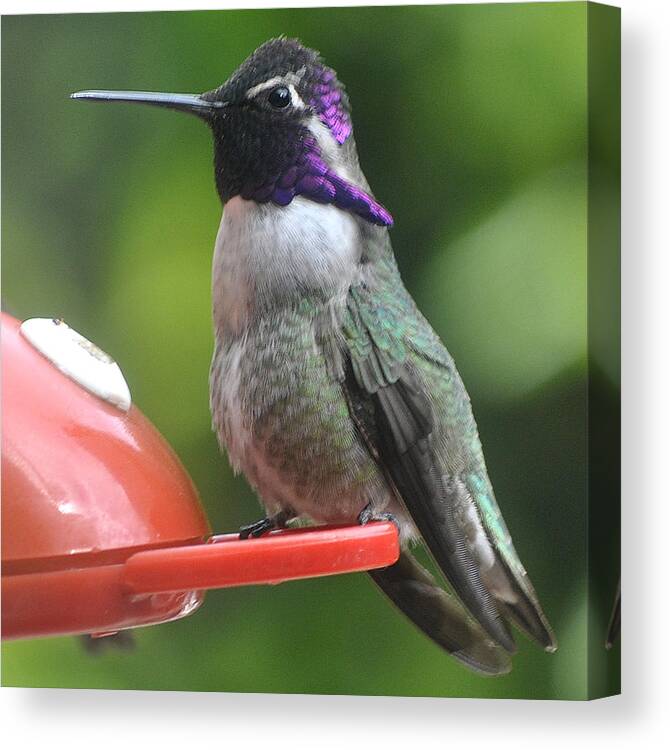 Hummingbirds Canvas Print featuring the photograph Male Costa On Perch #2 by Jay Milo