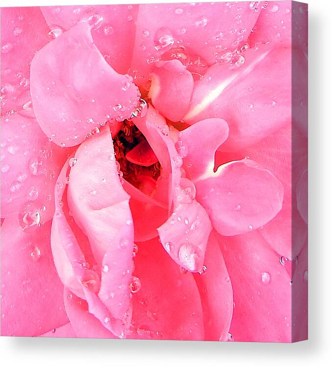 Rose Canvas Print featuring the photograph Pink Double Knockout Rose #2 by David G Paul