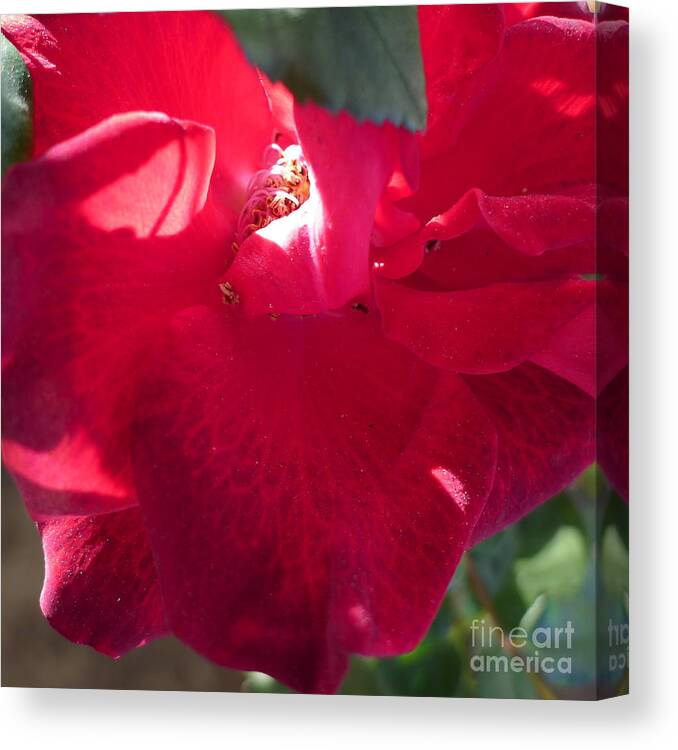 Red Canvas Print featuring the photograph Rose #4 by Nora Boghossian