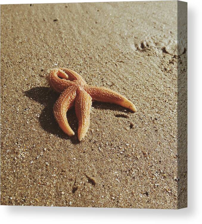 Anderby Creek Canvas Print featuring the photograph Starfish II #2 by Gemma Knight