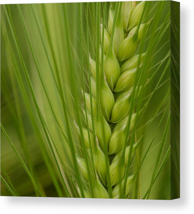Wheat Canvas Print featuring the photograph Wheat #2 by TouTouke A Y