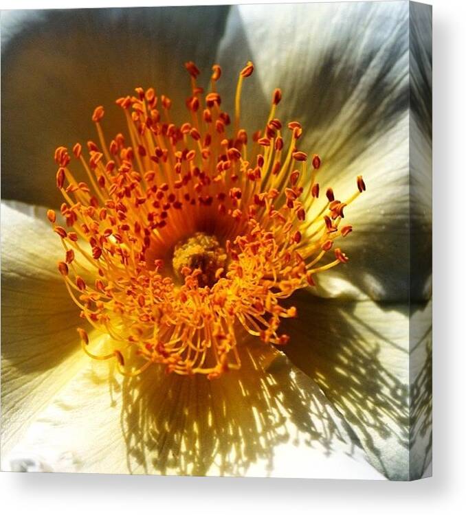 Shotaward Canvas Print featuring the photograph White Flower In Close Up by Luisa Azzolini