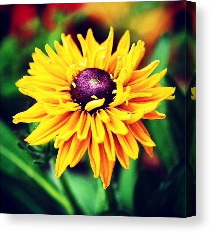 Closeup Canvas Print featuring the photograph Yellow Flower by Luisa Azzolini