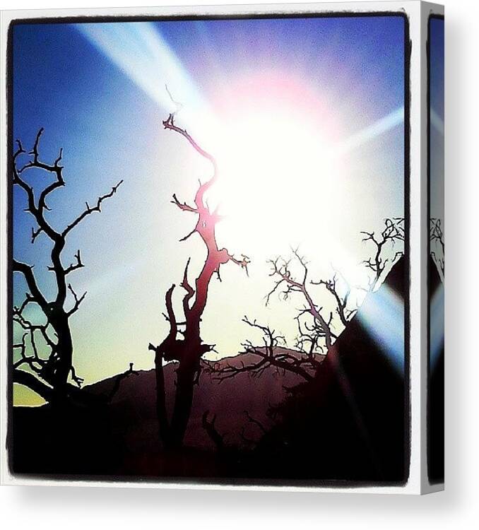 Sun Canvas Print featuring the photograph Engaged by Meredith Wise