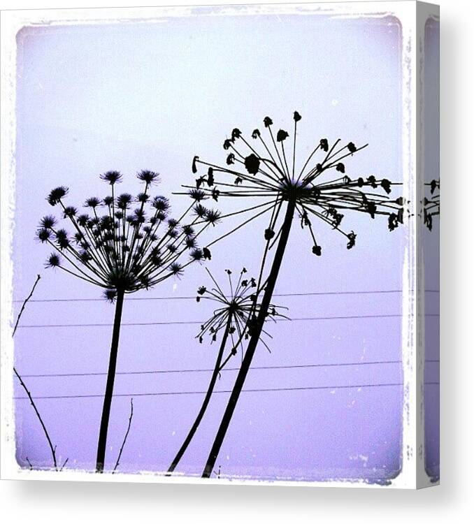 Plants Canvas Print featuring the photograph Instagram Photo #23 by Nadia Murash