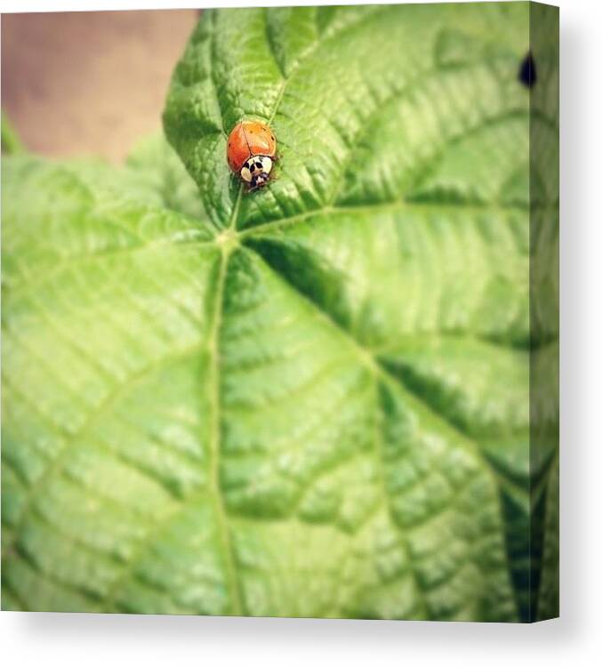 Ladybug Canvas Print featuring the photograph Ladybug by Sarah Mathews