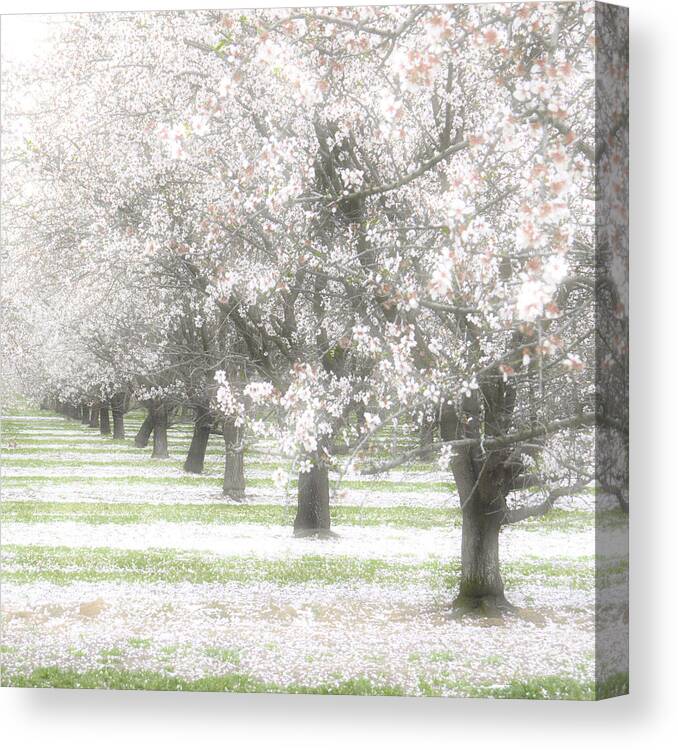 Almond Canvas Print featuring the photograph Almond Orchard #3 by Carol Leigh