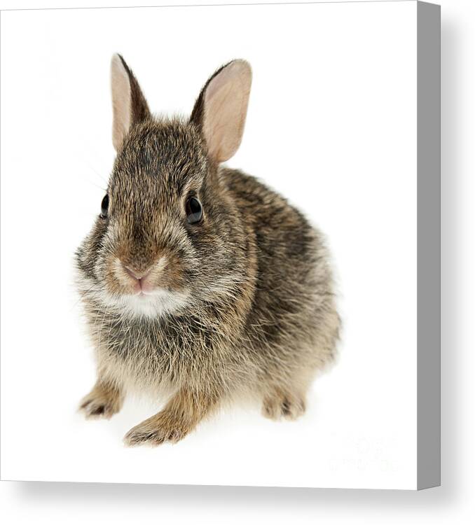 Rabbit Canvas Print featuring the photograph Baby cottontail bunny rabbit 2 by Elena Elisseeva