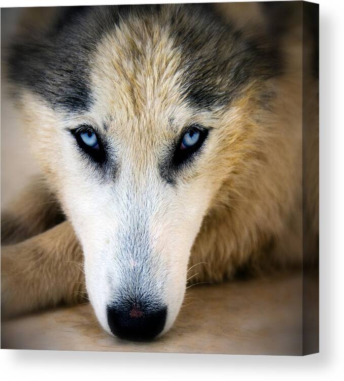 Adorable Canvas Print featuring the photograph Husky #3 by Stelios Kleanthous