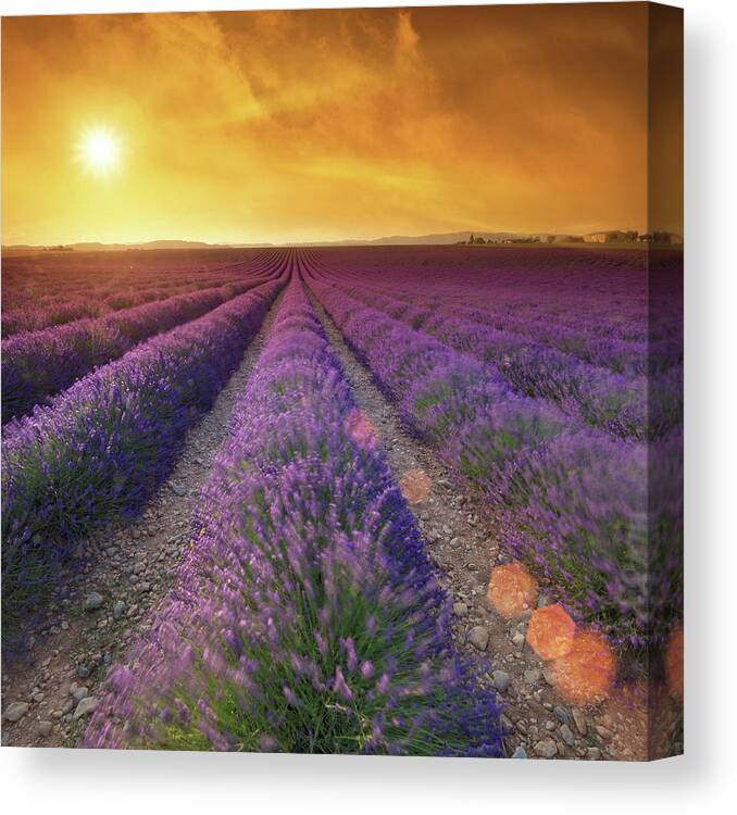 Dawn Canvas Print featuring the photograph Lavender Field At Sunset #3 by Mammuth