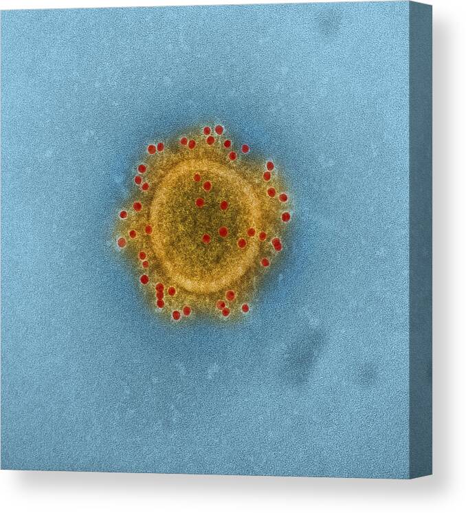 Science Canvas Print featuring the photograph Mers Coronavirus Particles, Tem #3 by Science Source