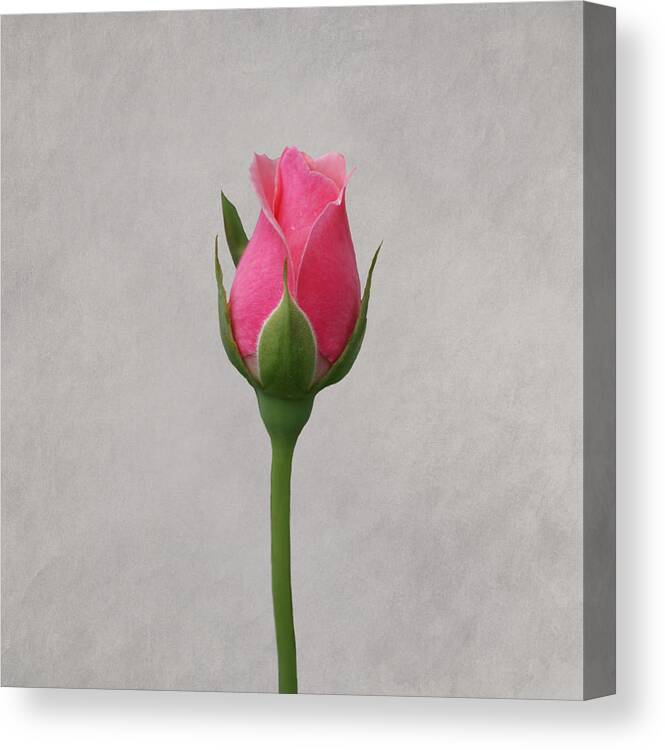 Roses Canvas Print featuring the photograph Pink Rosebud #3 by Sandy Keeton