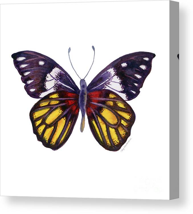 Delias Canvas Print featuring the painting 31 Delias Henningia Butterfly by Amy Kirkpatrick