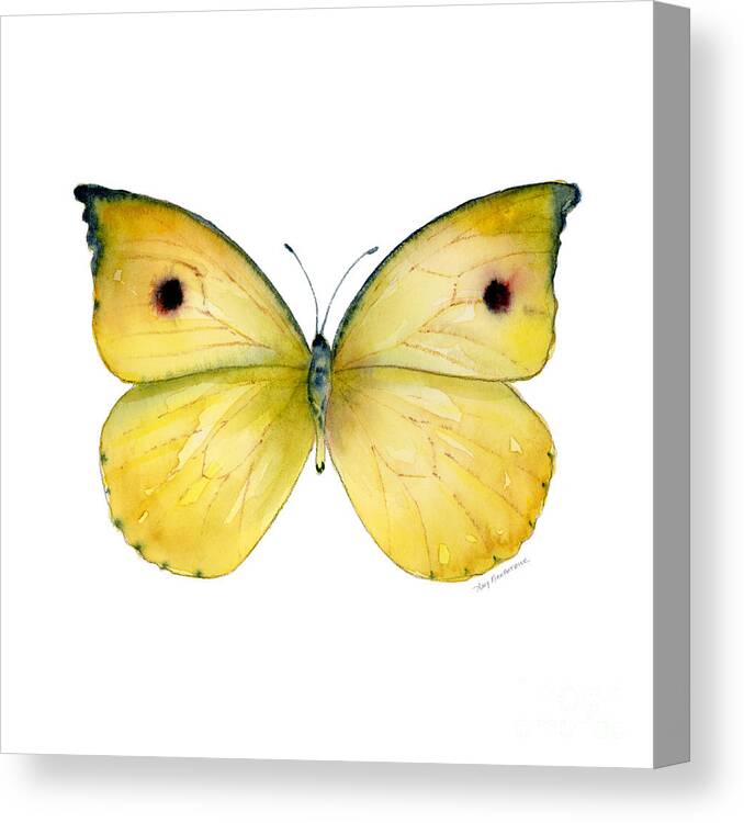 Dercas Canvas Print featuring the painting 32 Dercas Lycorias Butterfly by Amy Kirkpatrick