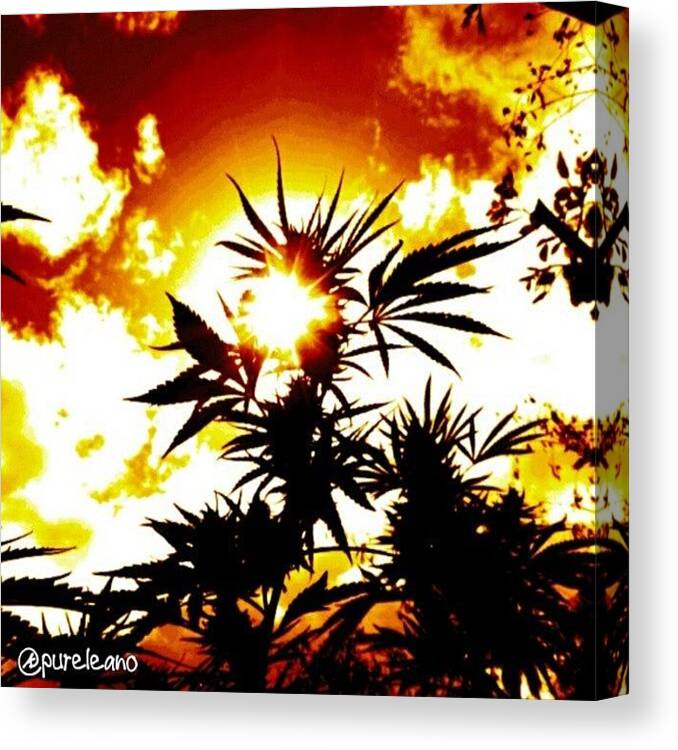 Powderfeeding Canvas Print featuring the photograph #marijuana #maryjane #highsociety #36 by Purelean O