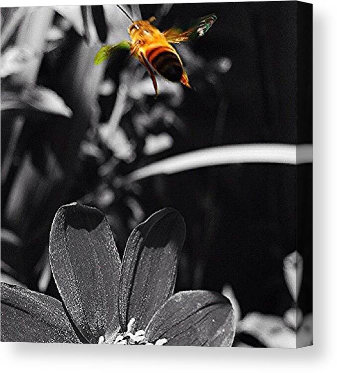 All_shots Canvas Print featuring the photograph Instagram Photo #361368503031 by Jim Neeley