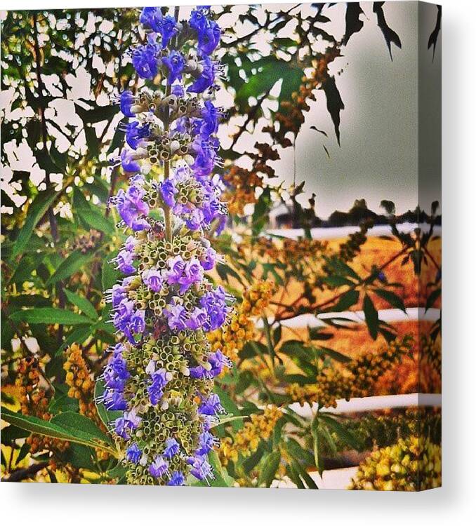  Canvas Print featuring the photograph Instagram Photo #361378175645 by Kristal Cooper