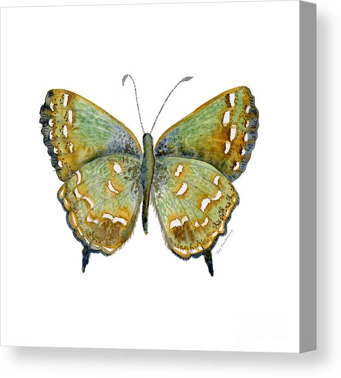 Hesseli Butterfly Canvas Print featuring the painting 38 Hesseli Butterfly by Amy Kirkpatrick