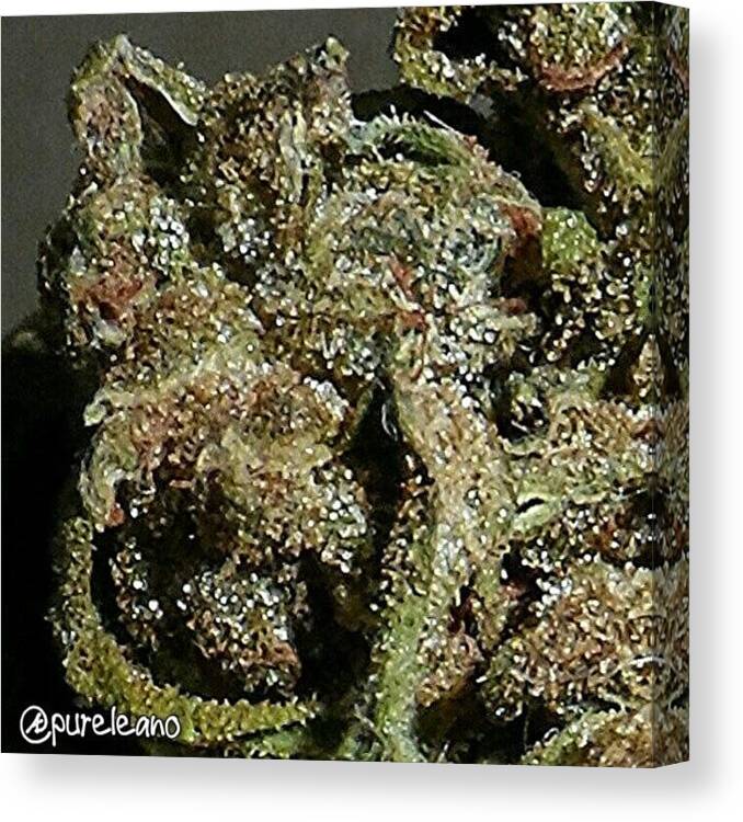 Powderfeeding Canvas Print featuring the photograph #marijuana #maryjane #highsociety #38 by Purelean O