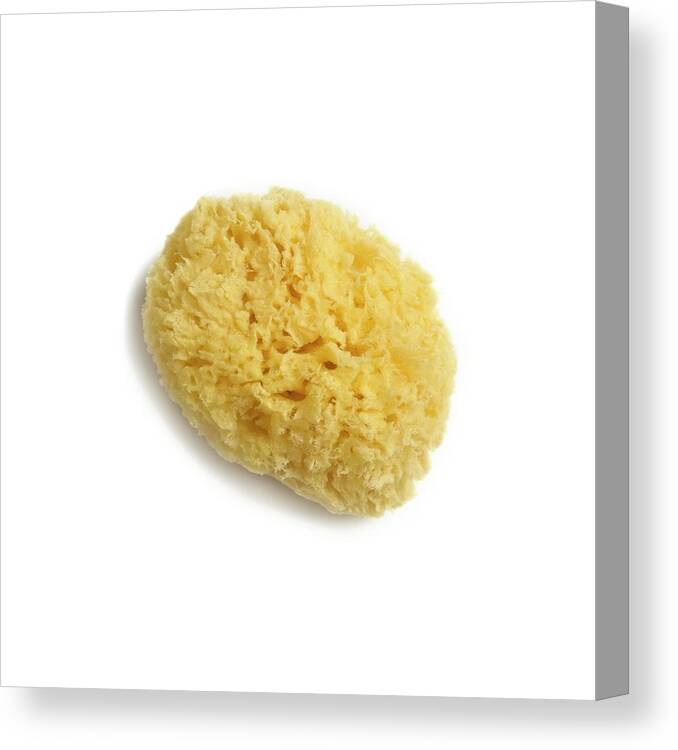 Square Image Canvas Print featuring the photograph Natural Sponge #4 by Science Photo Library