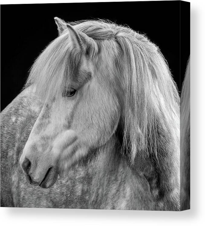 Alertness Canvas Print featuring the photograph Portrait Of Icelandic Horse, Iceland #4 by Arctic-images