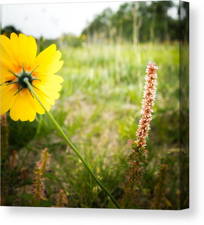 Stem Canvas Print featuring the photograph Wildflowers by Melinda Ledsome