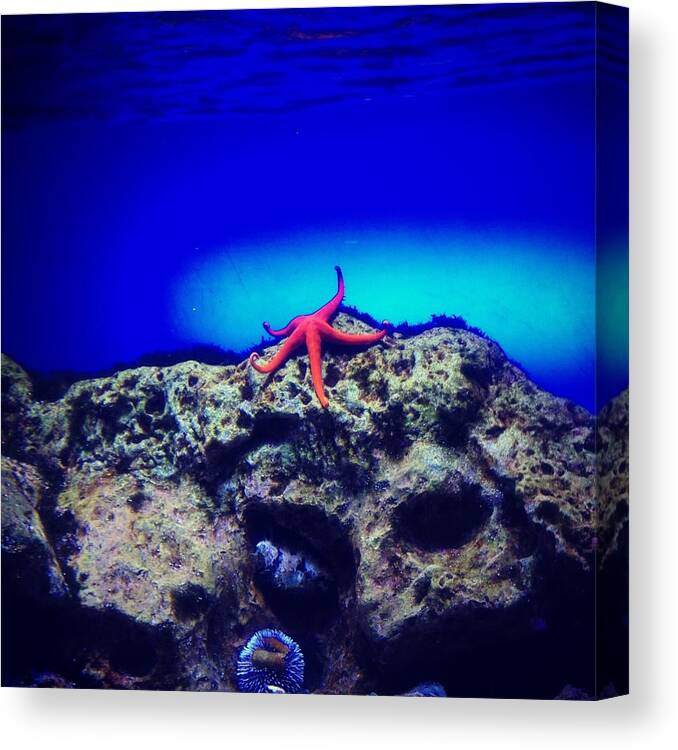 Aquarium Canvas Print featuring the photograph Instagram Photo #40 by Irina Popova