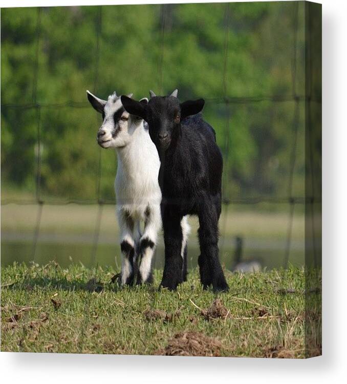 Baby Goats Canvas Print featuring the photograph Cute Baby Goats by Jessica Thomas