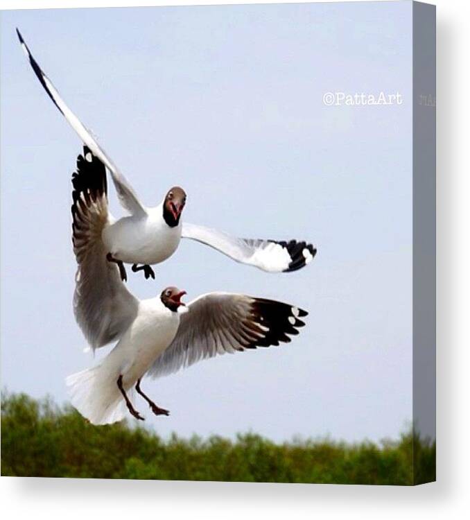Birdsinthailand Canvas Print featuring the photograph Instagram Photo #421365695272 by Patta Vangtal