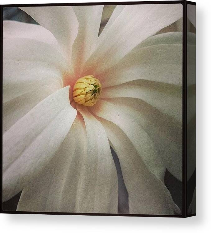 Flower Canvas Print featuring the photograph Blush by Tiffany Borden