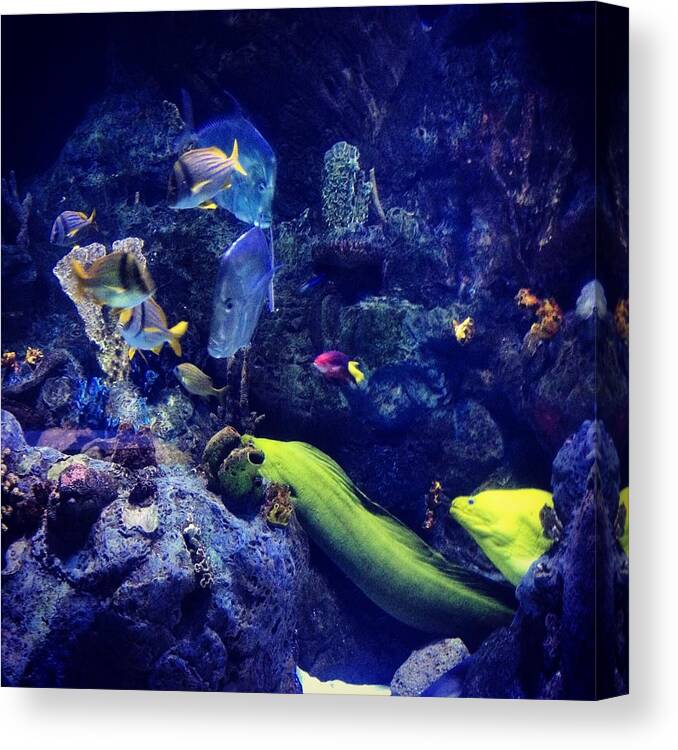 Aquarium Canvas Print featuring the photograph Instagram Photo #44 by Irina Popova
