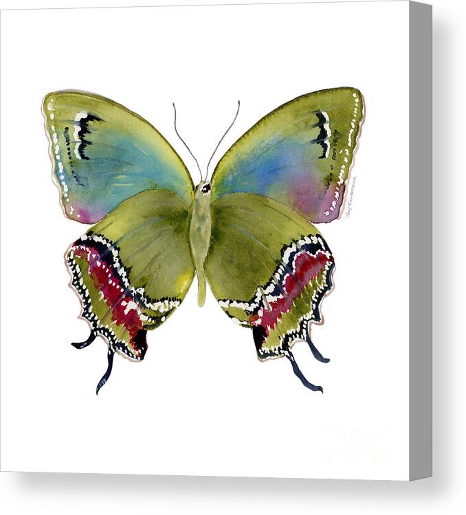 Evenus Canvas Print featuring the painting 46 Evenus Teresina Butterfly by Amy Kirkpatrick