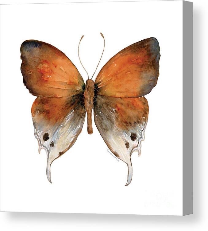 Manto Canvas Print featuring the painting 47 Mantoides Gama Butterfly by Amy Kirkpatrick
