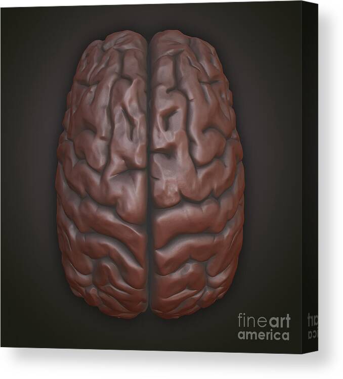 3d Visualisation Canvas Print featuring the photograph Clay Model Of Brain #5 by Science Picture Co