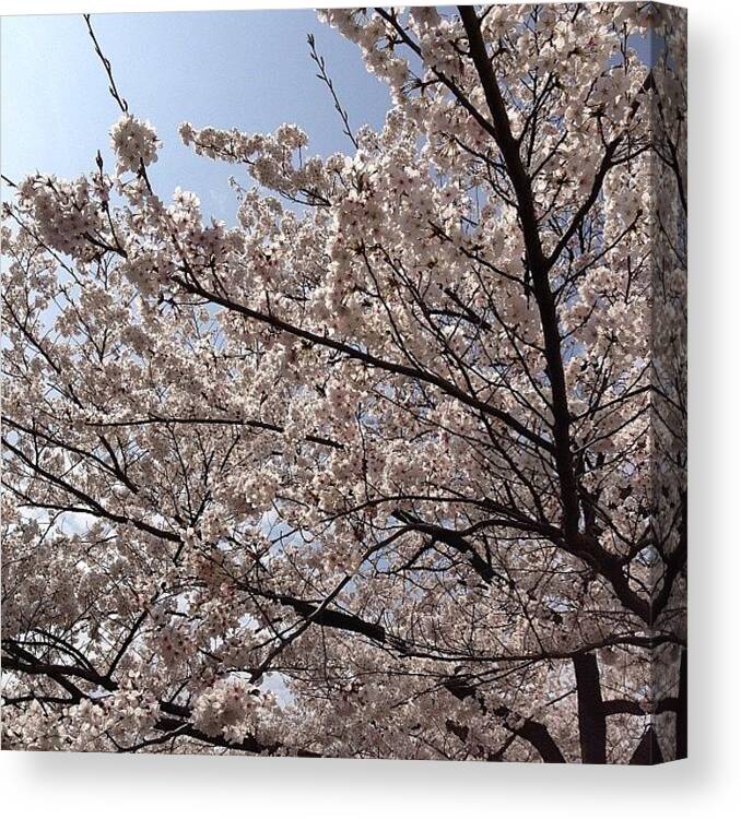 Landscape Canvas Print featuring the photograph #landscape 
桜、美し～(>_<) #5 by Tokyo Sanpopo